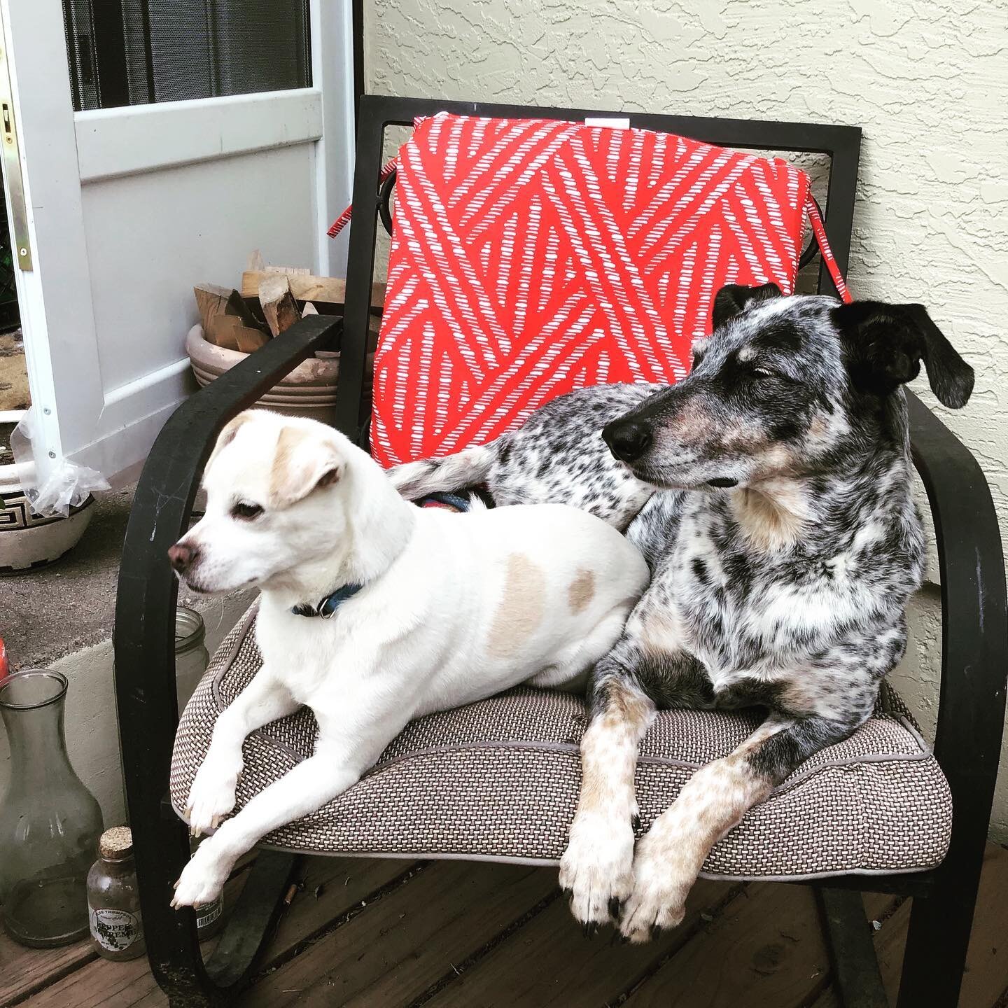 Calvin &amp; Tanner (Calvin above left) were surrendered to us from a woman who suffered a serious car accident and had a long recovery ahead of her. We were told that they were a bonded pair, but while in foster care with Michelle, it was clear tha…