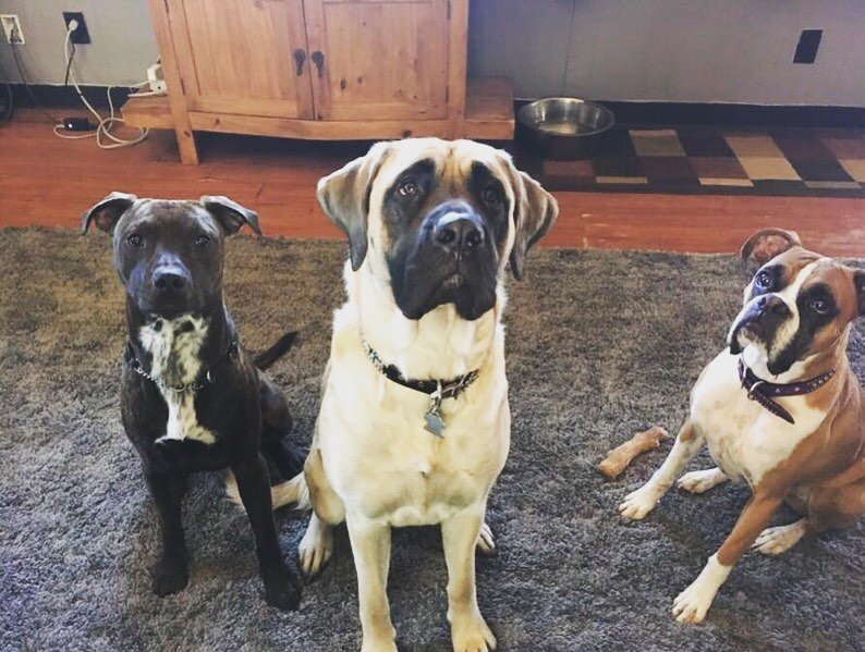 We learned about Peanut (far left) from a concerned neighbor. Peanut’s owner was struggling and therefore Peanut was suffering. Angie cared enough to try to get help for Peanut. After some negotiations, Angie bought Peanut from her neighbor for $100…