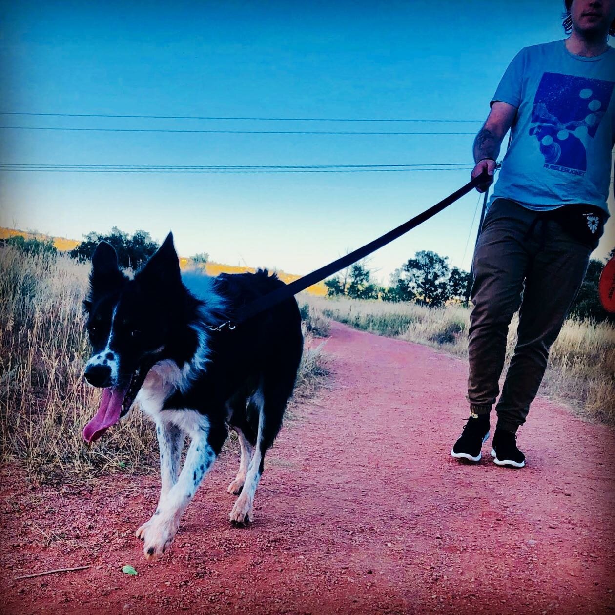 Reishi was rescued from an Indian reservation in Arizona. She found a home with an EMT, who was a friend of our rescue friend, Amber. He came to the decision that he didn’t have time for a dog because of the demands of his work, so Amber asked us to…