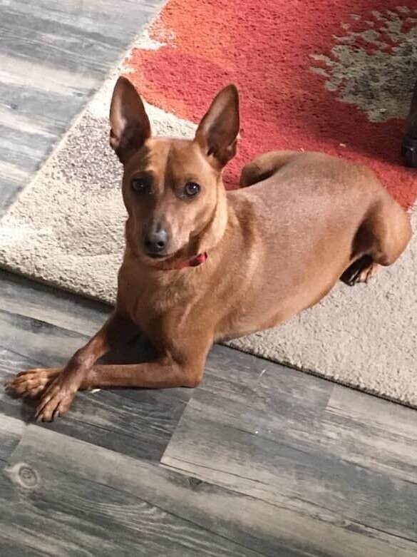 Calvin &amp; Tanner (Tanner above) were surrendered to us from a woman who suffered a serious car accident and had a long recovery ahead of her. We were told that they were a bonded pair, but while in foster care with Michelle, it was clear that the…